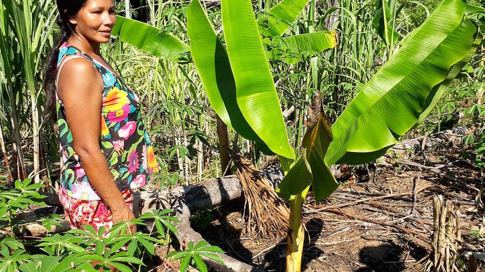 Indígenas, los mejores guardianes de los bosques en Latinoamérica y El Caribe