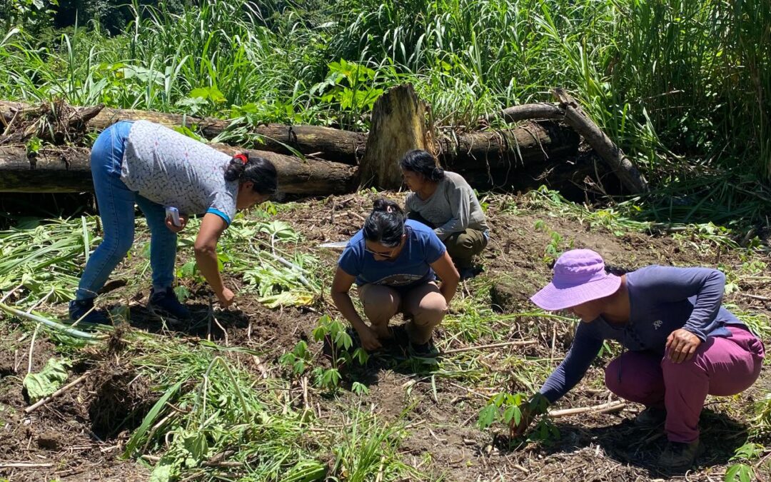 Raíces de resistencia: Mujeres y juventudes matsigenkas rescatan variedades ancestrales de yuca en Koribeni